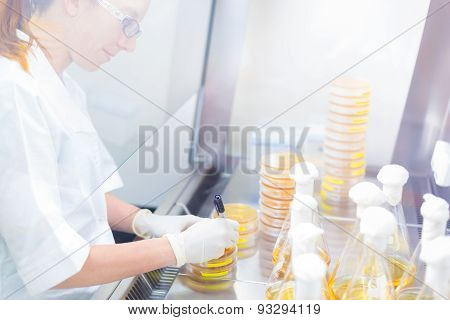 Life science researcher grafting bacteria.
