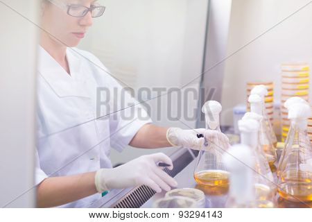 Life science researcher grafting bacteria.