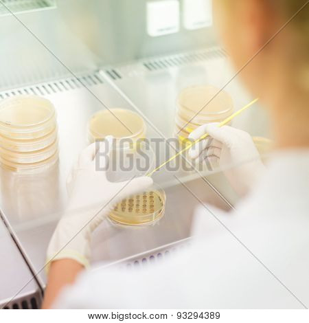 Life science researcher grafting bacteria.