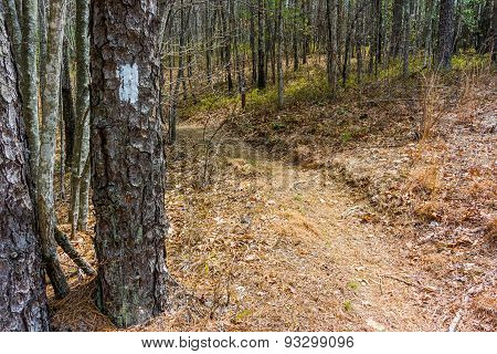 Blaze Along South Carolina Trail