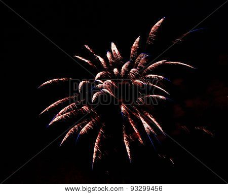 Celebration Firework In The Black Night Sky