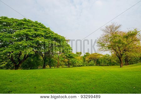 Green Public Park Outdoor With Tree And  Sky