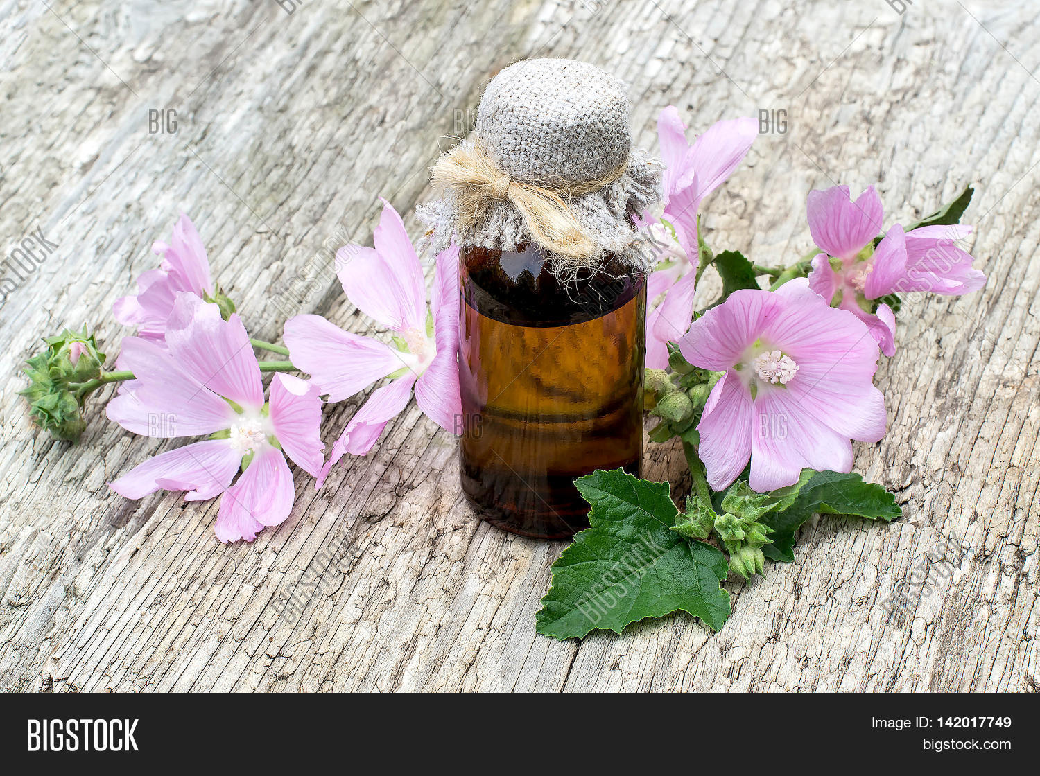 Medicinal Plant Malva Image & Photo (Free Trial) | Bigstock