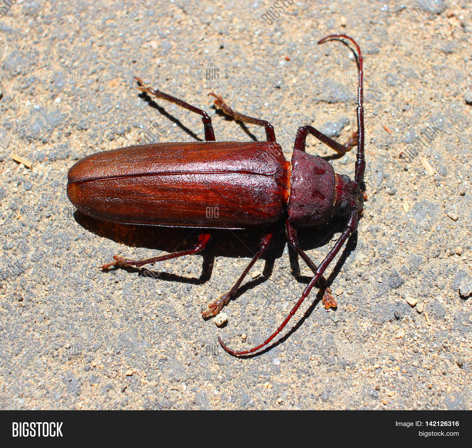 Palo Verde Beetle/ Image & Photo (Free Trial) Bigstock