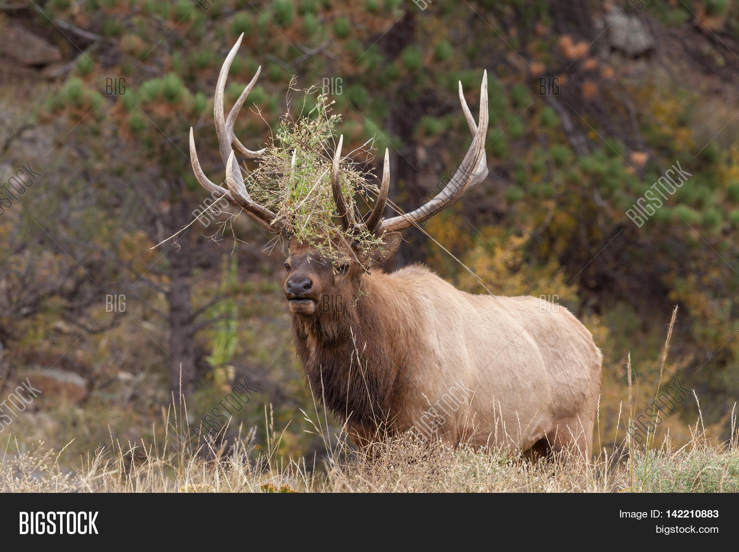 Big Bull Elk Bugling Image & Photo (Free Trial) Bigstock