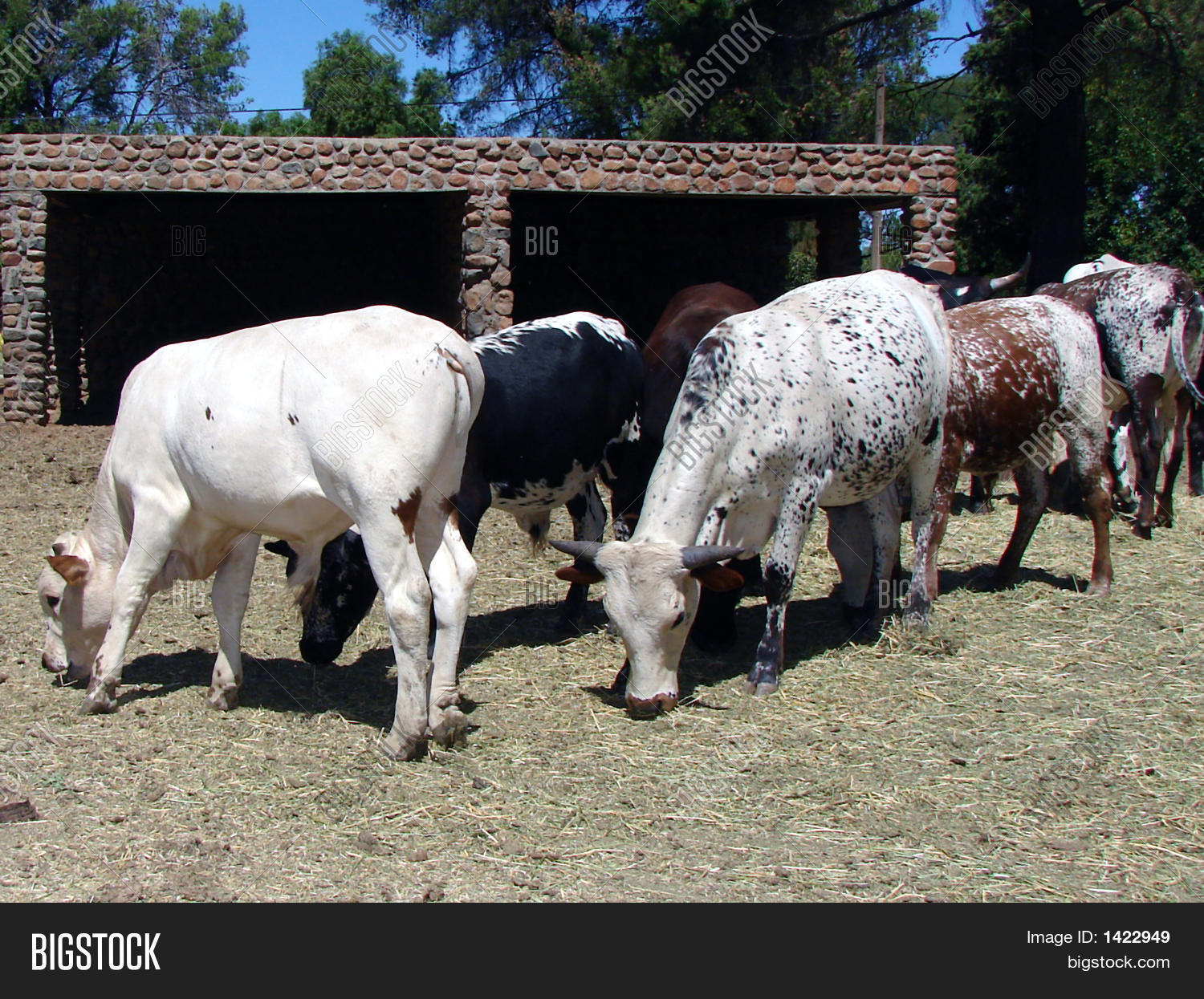 Spotted Cattle Image & Photo Bigstock