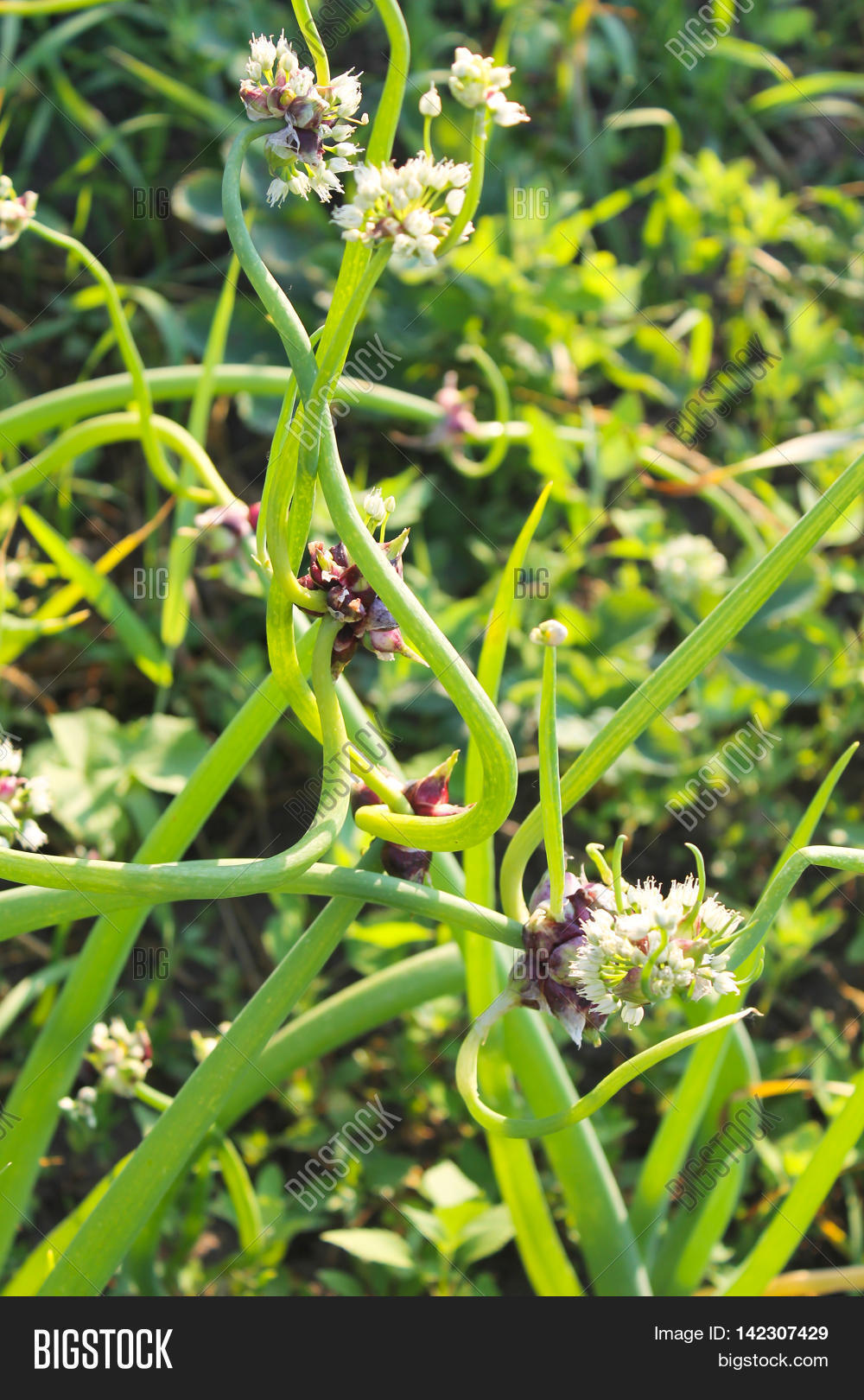 Tree Onions Topsetting Image & Photo (Free Trial) Bigstock