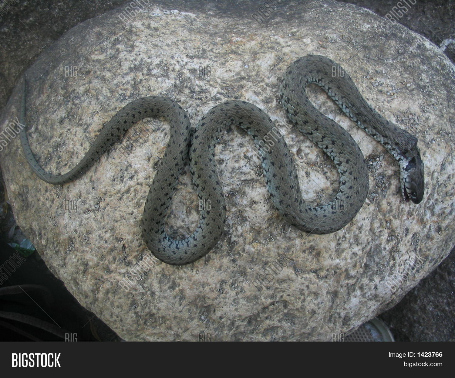 Snake On Rock Image & Photo (Free Trial) Bigstock