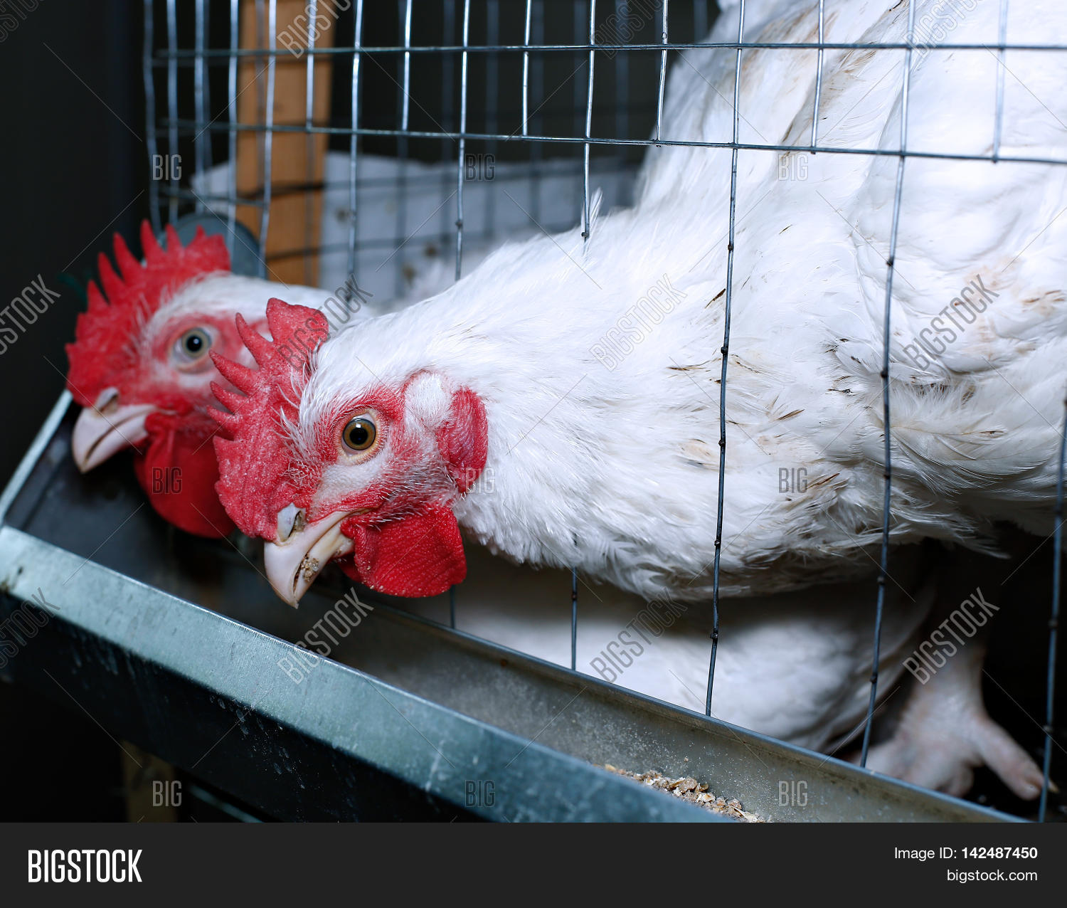 Broiler Chickens Image & Photo (Free Trial) Bigstock