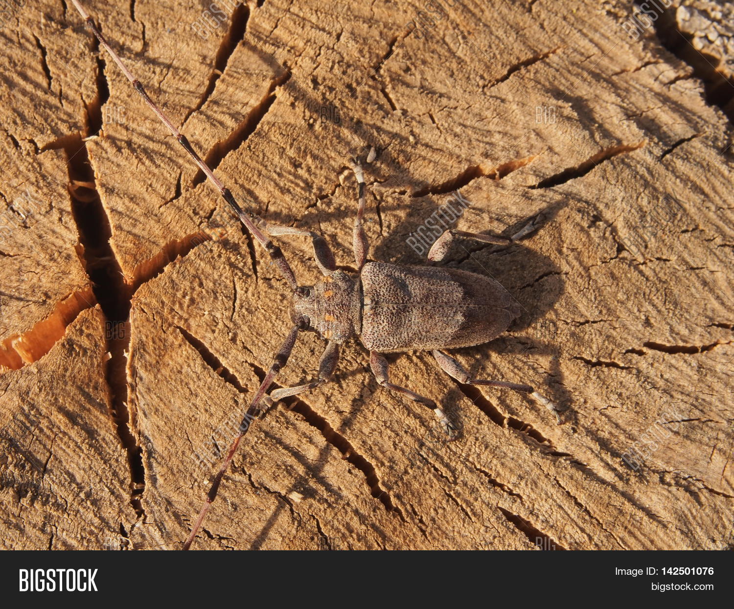 Beetle Carpenter. Image & Photo (Free Trial) Bigstock