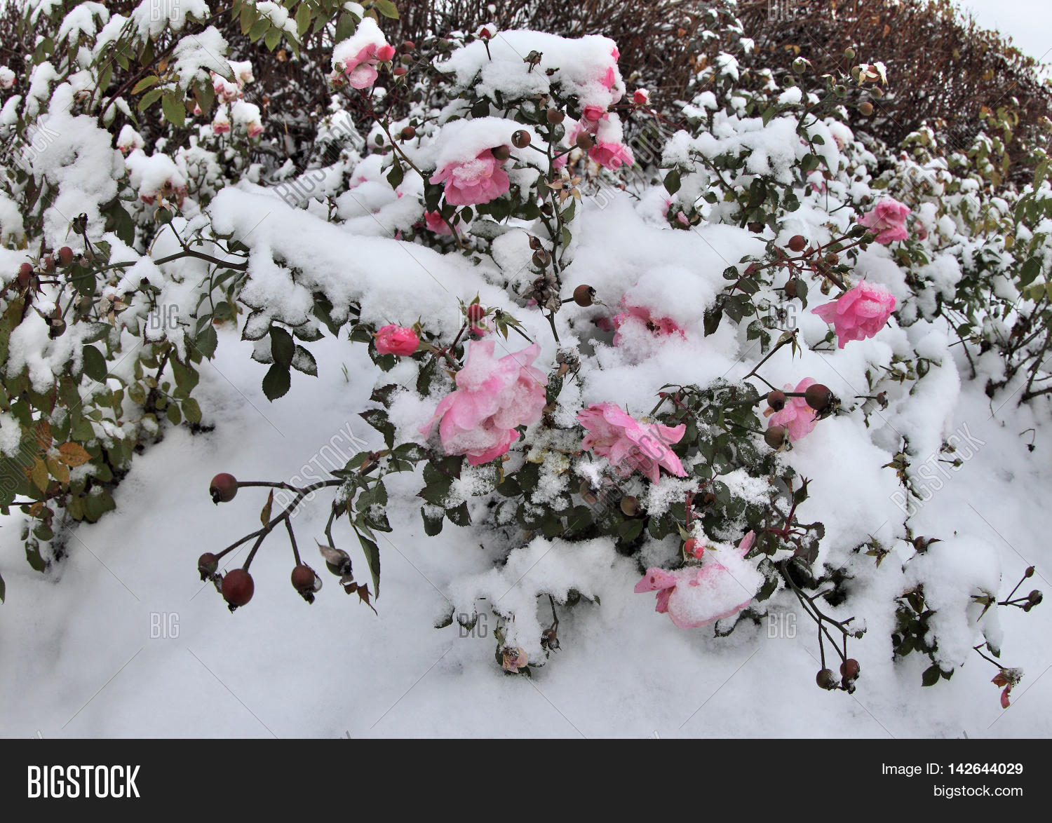 Pink Rose Snow. Snow Image & Photo (Free Trial) Bigstock