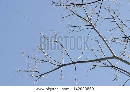 Tree branches blue sky beautiful sunshine in the morning.