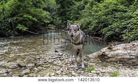 wolf dog at the river (Czechoslovakian wolf dog)