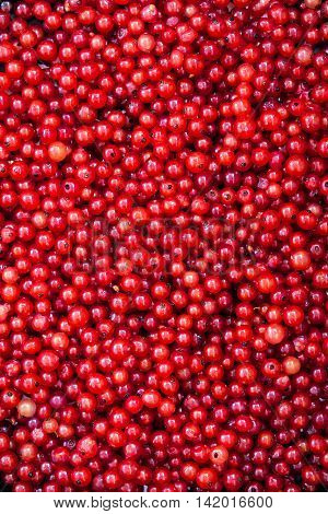 Fresh Delicious Organic Red Currant As A Background