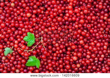 Fresh Delicious Organic Red Currant As A Background