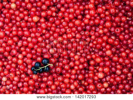 Fresh Delicious Organic Red Currant As A Background