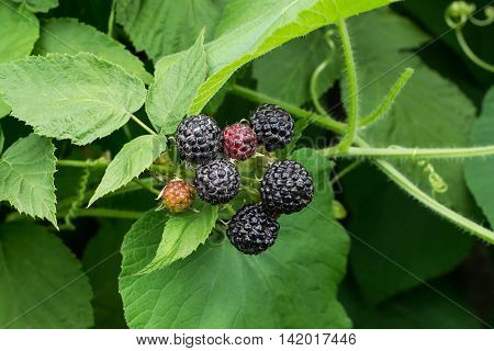 Bunch of black raspberry (Rubus occidentalis) ripening on the branch in the garden. Close up selective focus