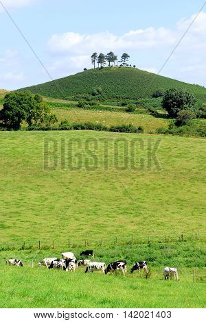 Colmer's Hill near village of Symondsbury in Dorset England