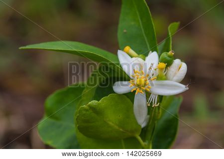 Flower Of Bergamot Fruits On Tree