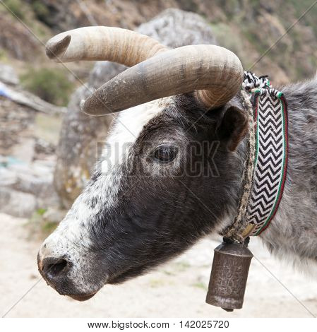 head of yak (Bos mutus) with bell