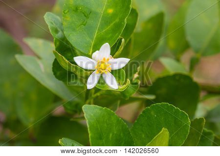 Flower Of Bergamot Fruits On Tree