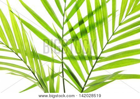 Green leaves of palm tree on white background