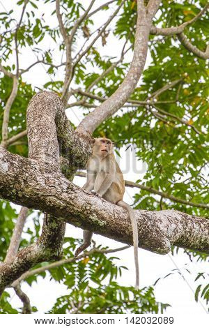 Close Up Monkey On Tree