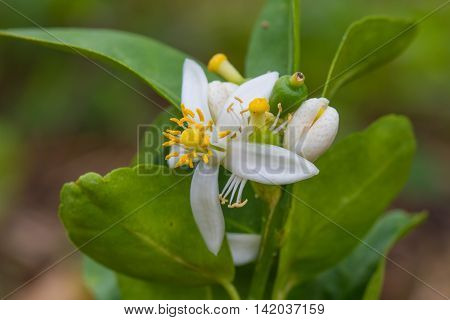 Flower Of Bergamot Fruits On Tree