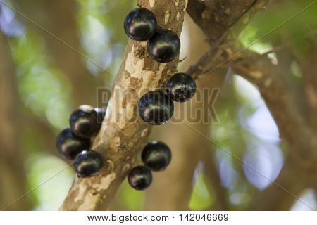 Tree Full Of Jabuticabas.