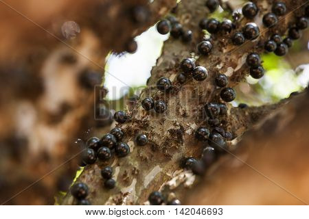 Tree Full Of Jabuticabas.