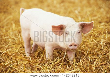 Young piglet on hay and straw at pig breeding farm