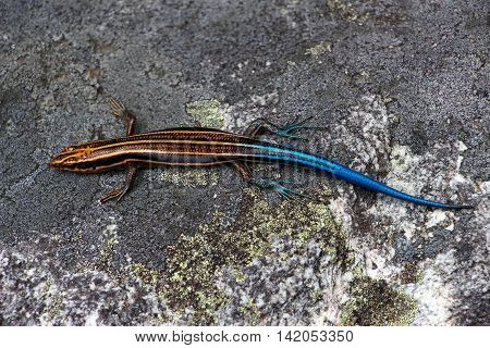 A Common Five-lined Skink, or Plestiodon fasciatus, basking in the sun on a work rock.