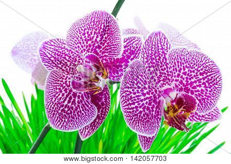 Orchid pink phalaenopsis on grass ,on a white background