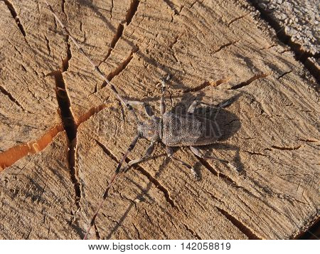 Beetle - carpenter. The insect - pest. Beetle with big ears.