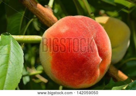 peaches on a tree between green leaves