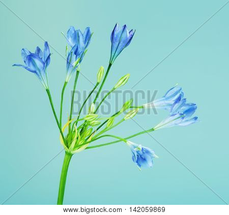 fresh brodiaea flower, cluster-lily, on blue background