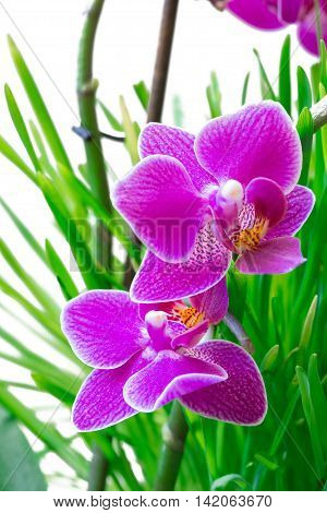 orchid on the grass background,white flower on a white background