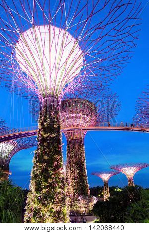 Singapore, Republic of Singapore - May 7, 2016: Gardens by the Bay Supergrove with Supertrees and Skywalk glowing at night