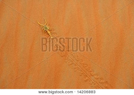 Arabische Skorpion
