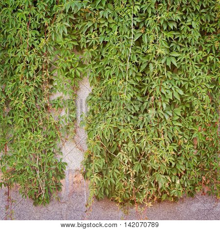 Green creeper plant on the stucco wall background