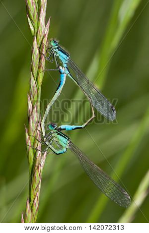 Bluetail Damselfly mating wheel close-up (Ischnura heterosticta)