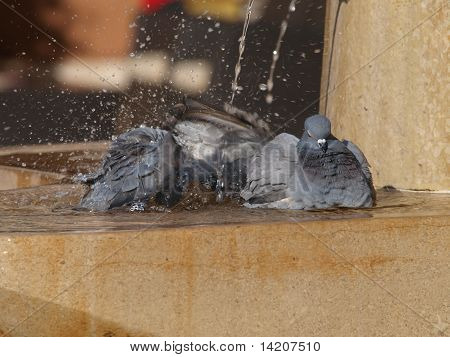 Pigeons