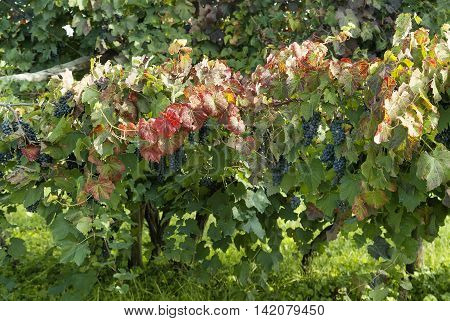 Typical Rows of vine with lambrusco grapes in plains of Emilia - Italy