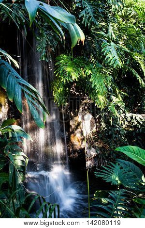 Waterfall Jungle Plants Flowing Water Rocks Leaves