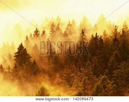 Stripped Colorful Mist. Summer Forest After Heavy Rainy Night