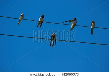 Group of birds is resting on the wires having placed