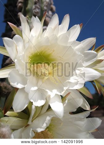 White Cactus Bloom with Pale Green Center in Sunlight