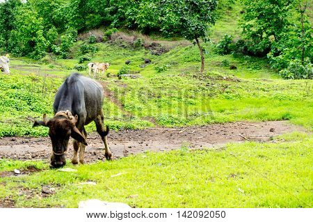Bufallo grazing in a beautiful grassy mountain valley in India. Cattle are traditionally left free to roam around and graze