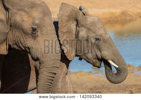 Two young African elephants at a water hole