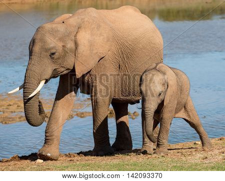 African elephant mother with it young calf along side
